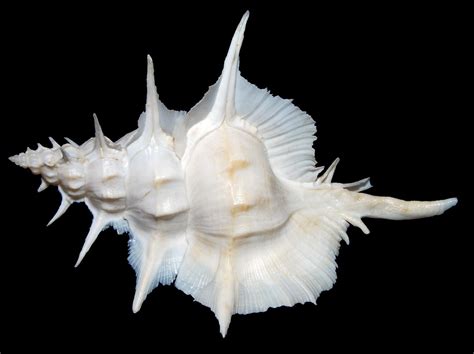 Image result for Besh Shells