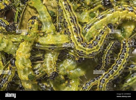 Image result for Box Tree Moth Us Map