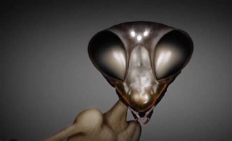 Races Insectoids Humanoids に対する画像結果