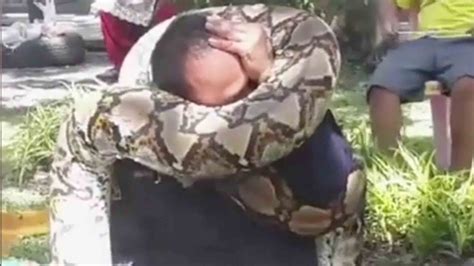 Image result for Python Busy Squeezing Prey