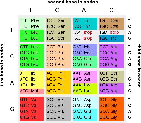 Toradh íomhá ar Color Coding DNA Matches