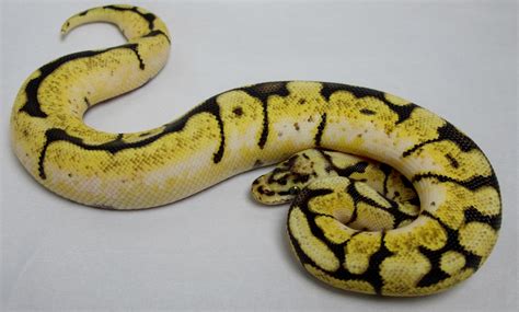Image result for Bee Ball Python