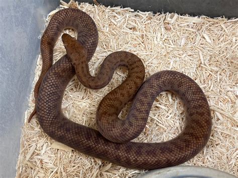 Image result for Pygmy Python