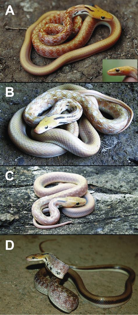 Image result for Trinket Python Snake