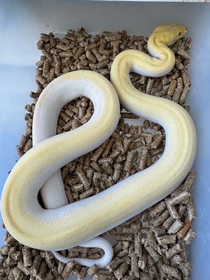 Image result for Blizzard Burmese Python