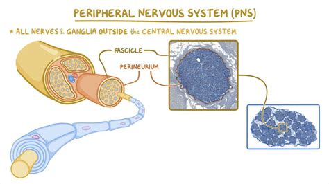 Image result for Peripheral Nerve Anatomy