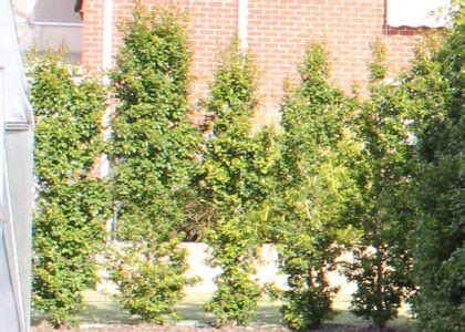 Hedge Planting Spacing Guide に対する画像結果