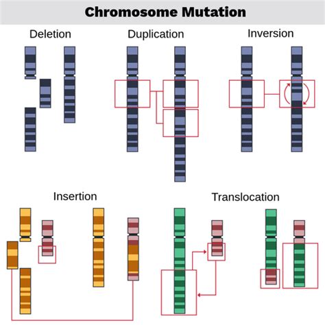 Toradh íomhá ar Inversion Chromosomal Mutation