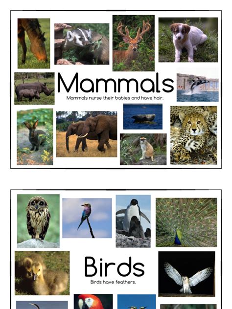 Animal Classification Poster に対する画像結果