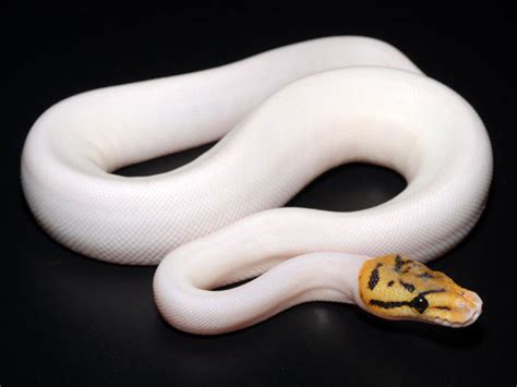 Image result for Bee Ball Python