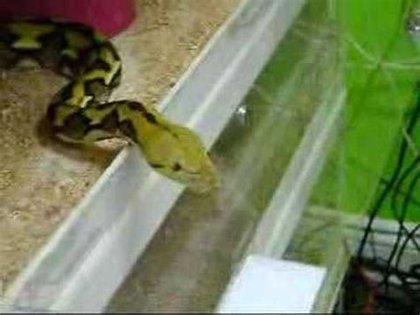 Afbeeldingsresultaten voor Reticulated Python Eating Rabbit