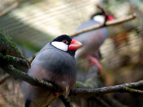 Image result for Java Finch Gender