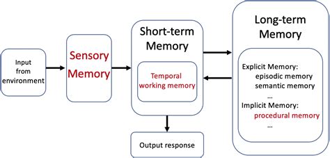 Image result for Procedural Memory System
