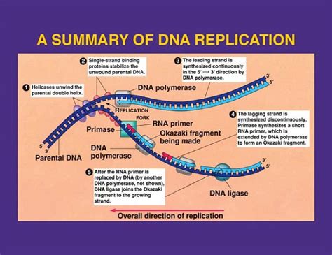 Image result for DNA Replication Process Steps
