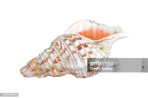 Shell Logo JPEG に対する画像結果