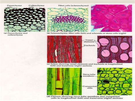 Image result for Plant Cell Tissue Types