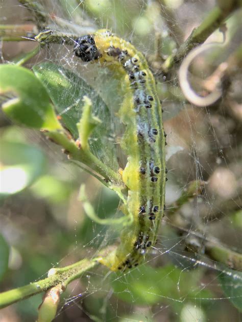 Box Tree Moth Caterpillar に対する画像結果