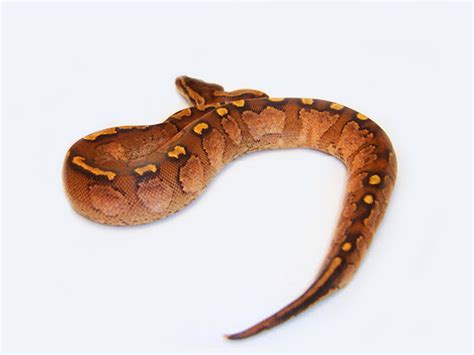 Image result for Graffiti Ball Python