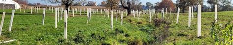 Image result for Defencable Buffer Planting