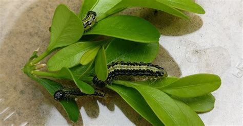 Box Tree Moth Caterpillar に対する画像結果