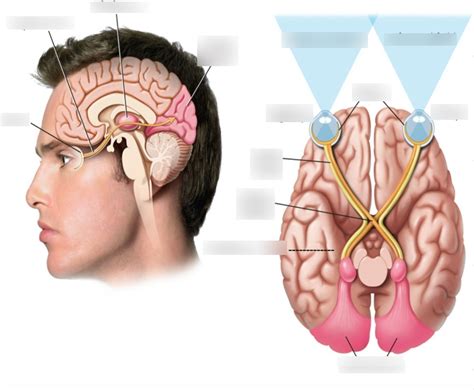Visual Pathway Brain-साठीचा प्रतिमा निकाल