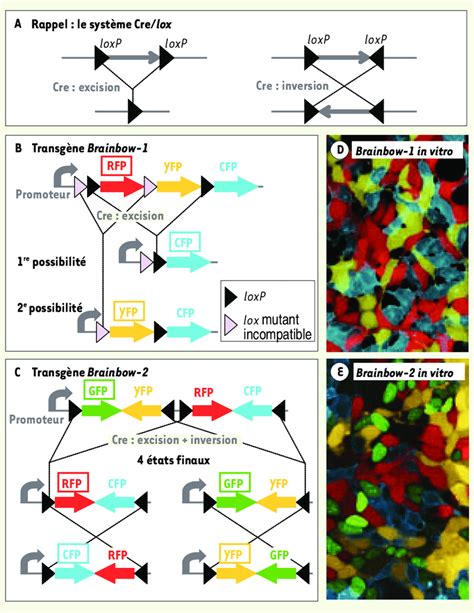 Image result for Brainbow Method Inversion