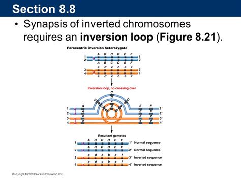 Image result for Inversion Loop Forms at Synapsis