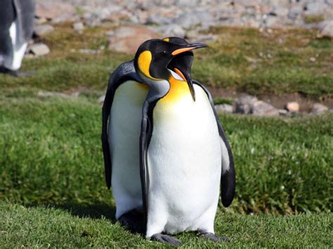 Toradh íomhá ar Linus Unix