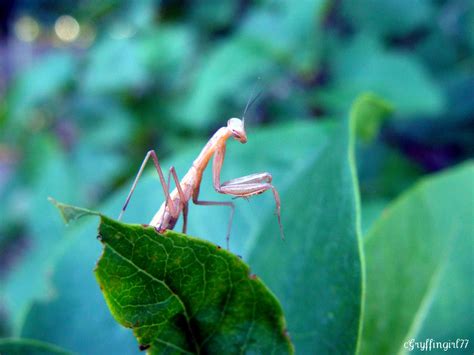 Mini Mantis 2 に対する画像結果