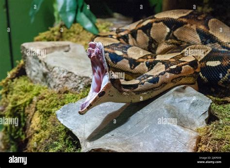 Image result for Python Teeth