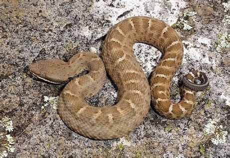 Snake with Triangle Pattern に対する画像結果