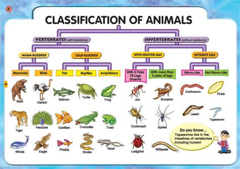 Image result for Animal Kingdom Science Classification