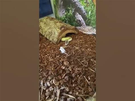 Image result for Python Snack