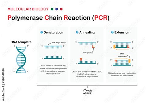 How Do PCR Tests Work に対する画像結果