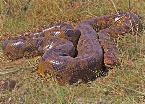 Image result for Anaconda Python