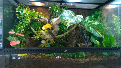 Toradh íomhá ar Green Tree Python Cage