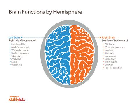 Image result for Brain Parts and Functions Worksheet