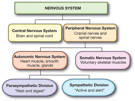Image result for Peripheral Nervous System Structure
