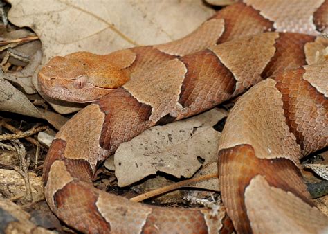 Image result for Copperhead Snake Pattern