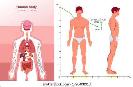 Image result for Formula Body Position