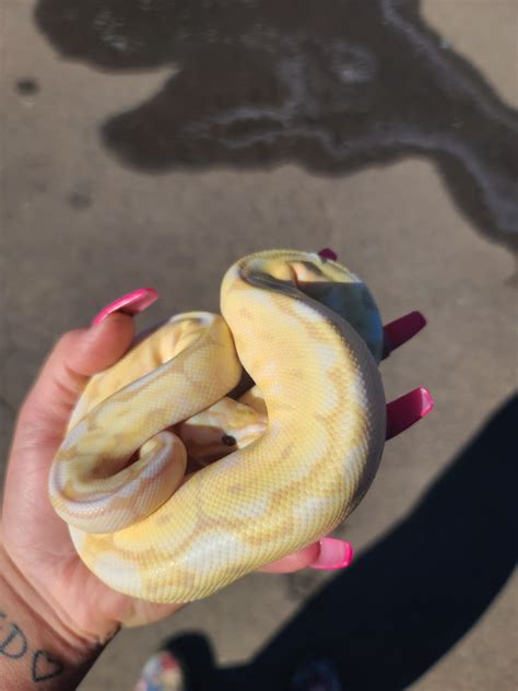 Toradh íomhá ar Ball Python Super Wome