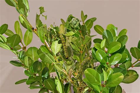 Image result for Box Tree Moth Infestation