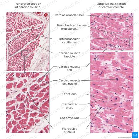 Heart Muscle Tissue に対する画像結果