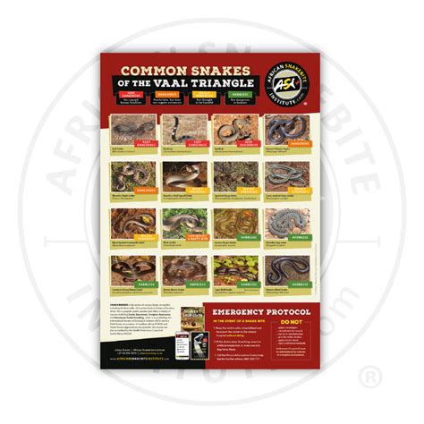 Snake with Triangle Pattern に対する画像結果