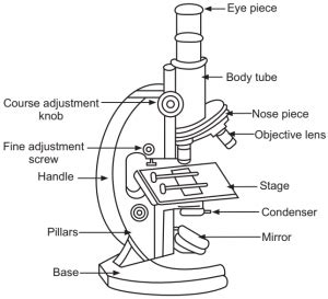 Image result for Compound Microscope Stage