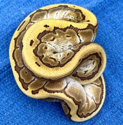 Image result for Kingpin Ball Python