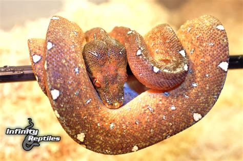 Image result for Purple Green Tree Python