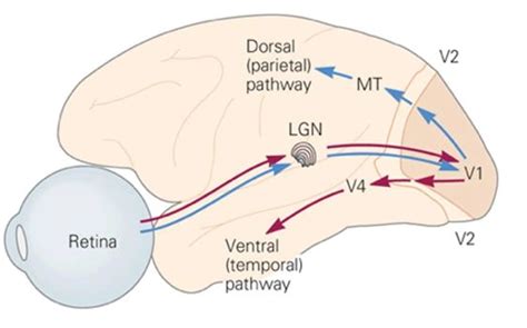 Visual Pathway Brain-साठीचा प्रतिमा निकाल