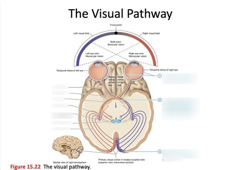 Visual Pathway Brain-साठीचा प्रतिमा निकाल