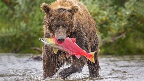 Image result for Homotrophic Examples